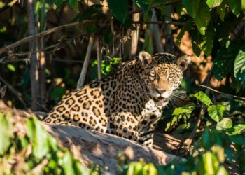 ¿Y EL MEDIOAMBIENTE, AMLO?