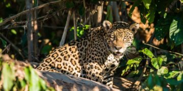 ¿Y EL MEDIOAMBIENTE, AMLO?