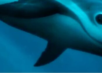 TRISTE ADIÓS PARA LA VAQUITA MARINA